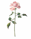 The Ballet Slipper Rose
