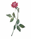 The Red Beauty Rose