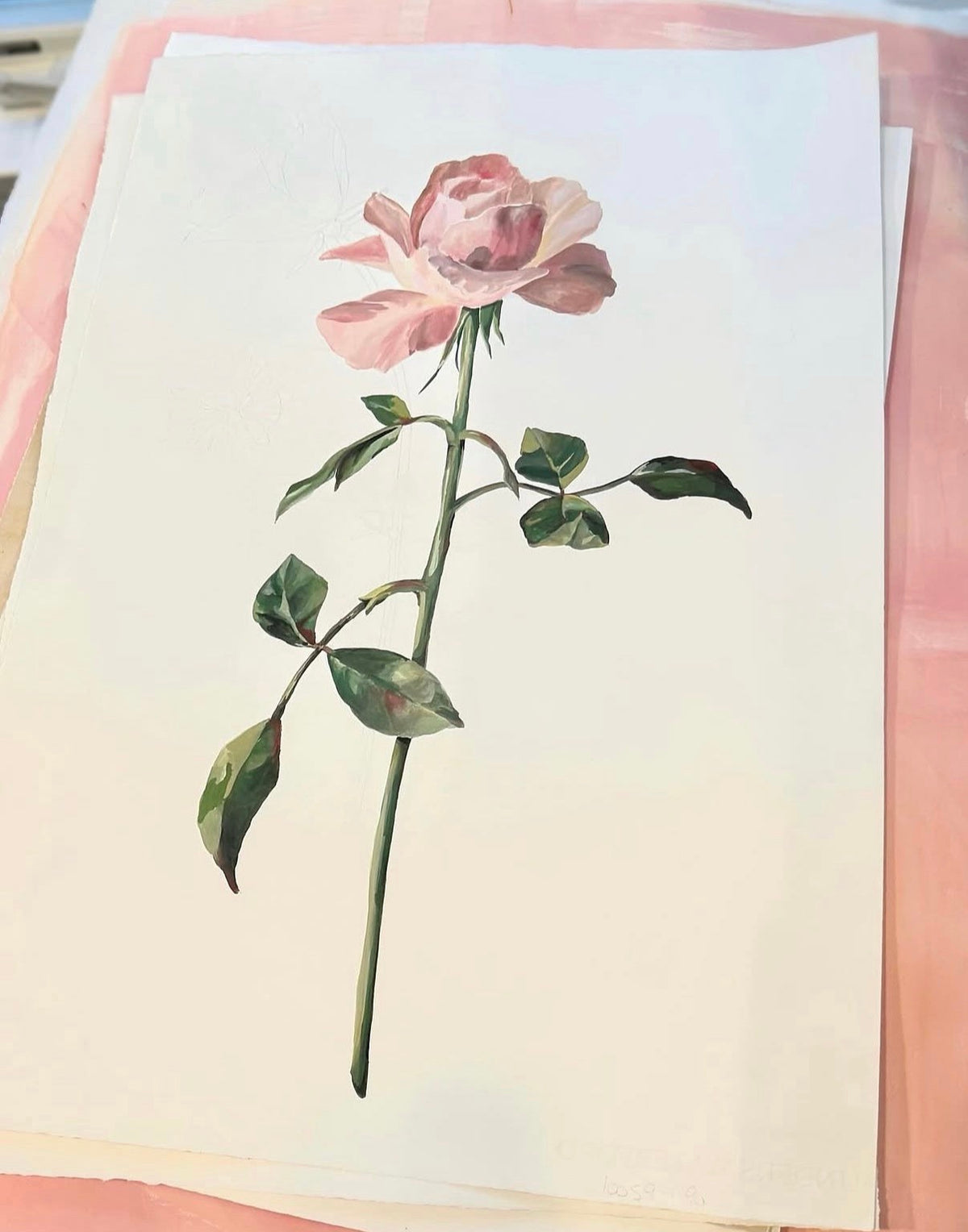 The Ballet Slipper Rose