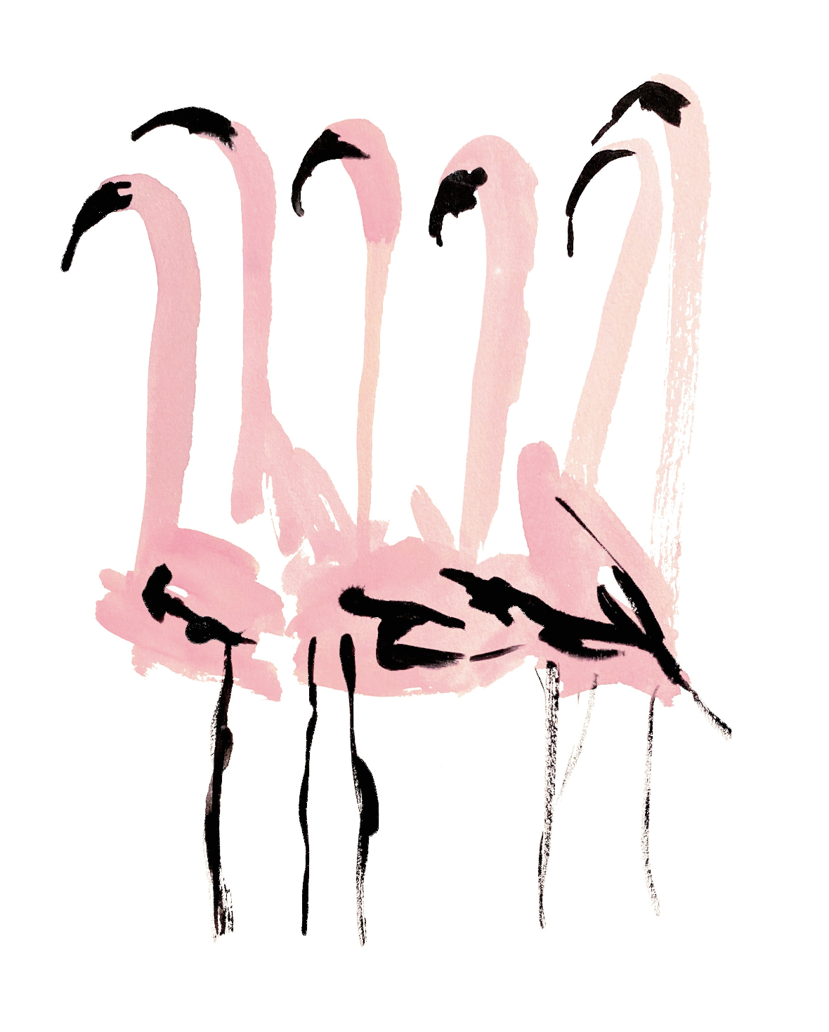 Flamingos