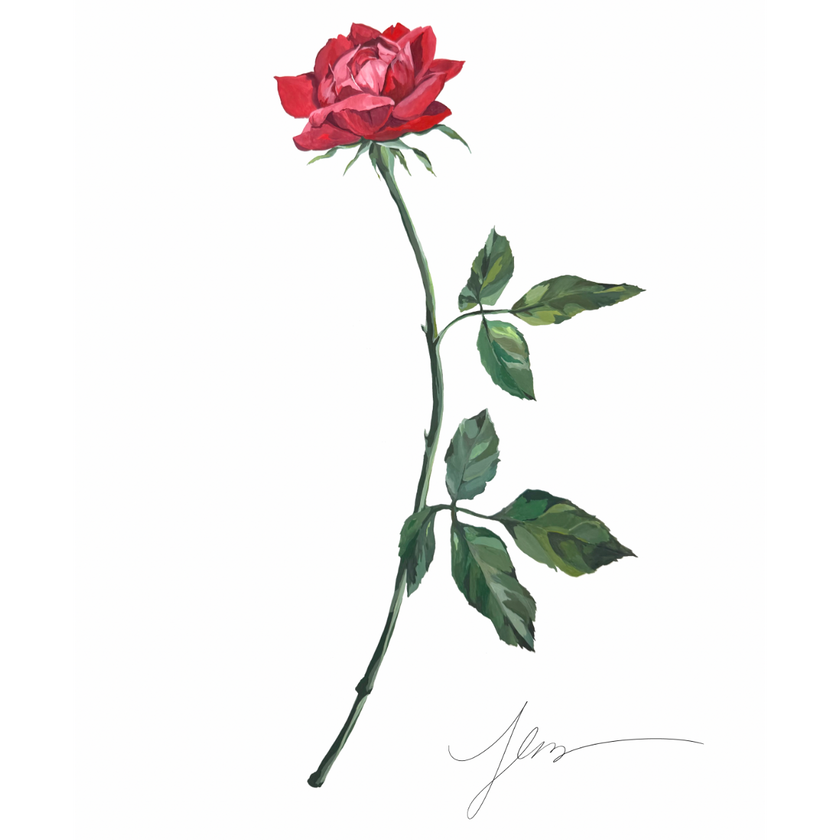 Garden Rose