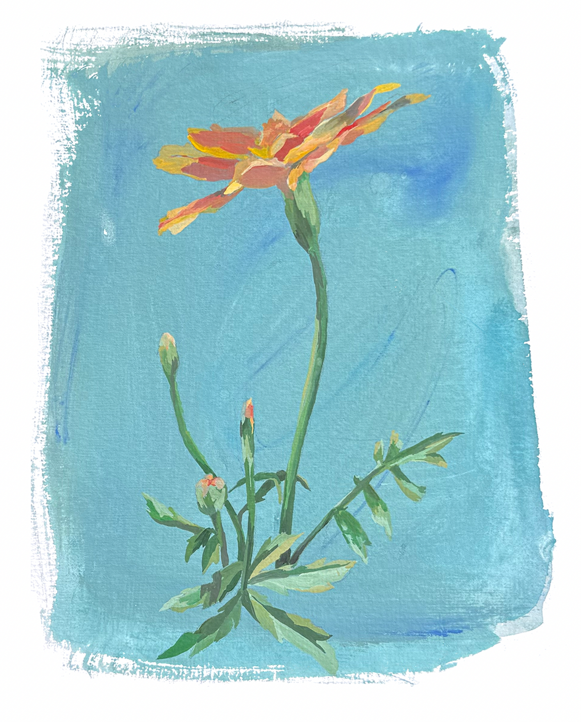 The Marigold Floral 02
