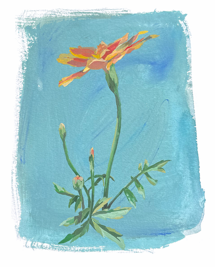 The Marigold Floral 02