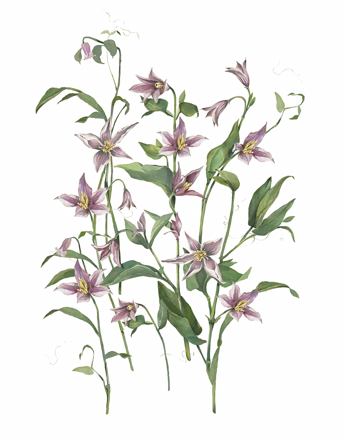 The Climbing Clematis Floral