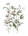 The Climbing Clematis Floral