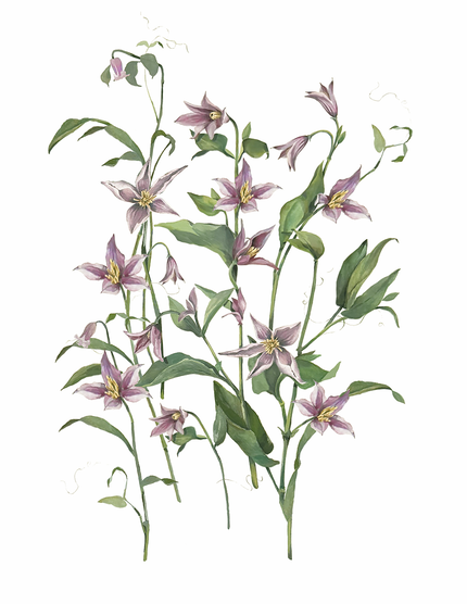 The Climbing Clematis Floral