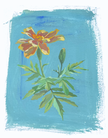 The Marigold Floral