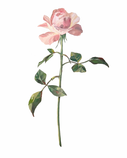 The Ballet Slipper Rose
