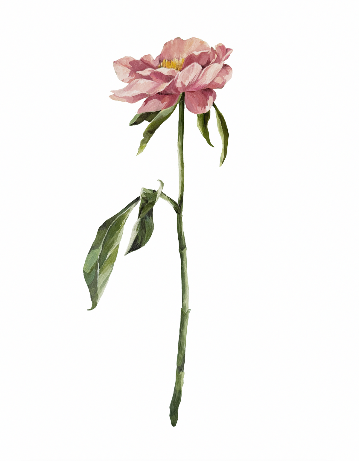 The Peony Floral