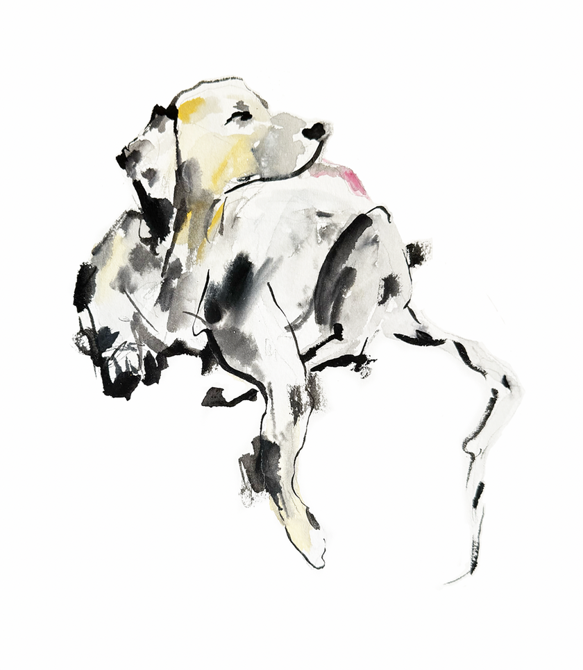 The Dalmation Print